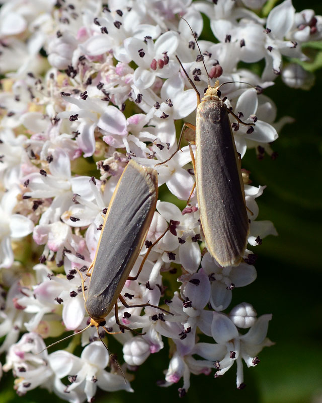 Arctiidae Eilema sp